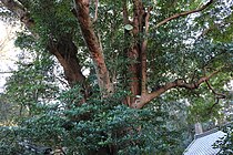 八幡神社のイスノキの枝葉。