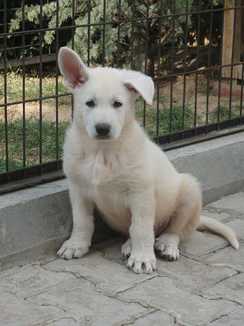 English: White German Shepherd puppy