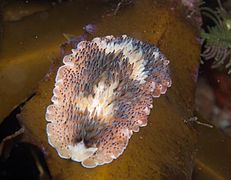 T. brocchii, a 10 m, en False Bay, Ciudad del Cabo.