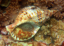 Charonia tritonis in Guam.jpg