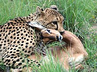 A cheetah killing an impala with a throat bite