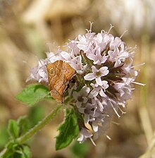 Choreutis nemorata.jpg