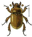 Codocera ferruginea (Homoktúrófélék)