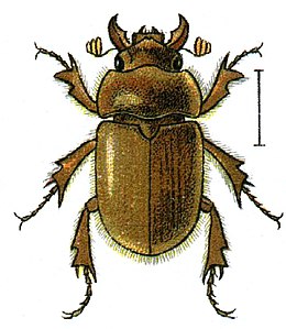 Codocera ferruginea