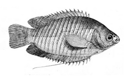 Trichogaster fasciata