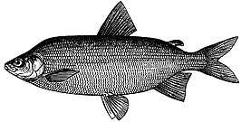 Coregonus maraenoides