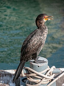 Kormoran