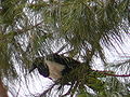 Schildrabe Pied Crow