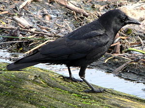 American or Northwestern Crow on the shore of ...