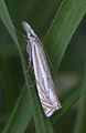 Crambus lathoniellus