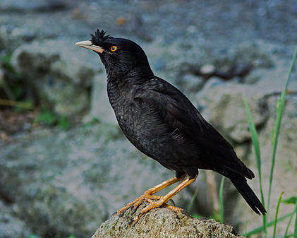 Crested myna (created by Laitche; nominated by Pine)