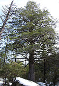 Дерево Cupressus arizonica Chiricahua.jpg