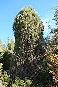 Cupressus gigantea - Ботанический сад Quarryhill - DSC03577.JPG