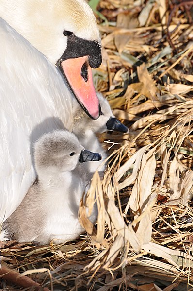 Después de 40 días, los pequeños polluelos de cisne salen de los huevos. No son tan blancos como la mamá y el papá cisne, sino de color gris claro y tienen un pequeño pico negro.