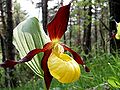 Boldogasszony papucsa (Cypripedium calceolus)