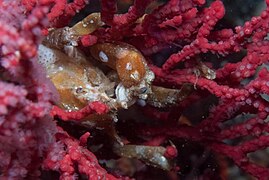 toothed decorator crab on multicoloured sea fan