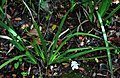 Dietes iridioides