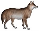 Собаки, шакалы, волки и лисы (табл. III) C. l. campestris mod.jpg