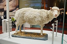 Овца Доли