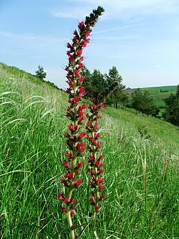 Piros kígyószisz (E. maculatum)