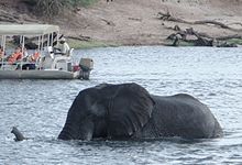 Elephant swimming, using its trunk as a snorkel, as Aristotle stated Elephant swimming, Botswana (cropped).jpg