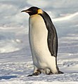 Імператорський пінгвін