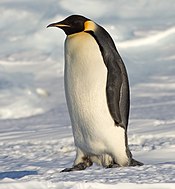 Императорский пингвин Manchot empereur.jpg
