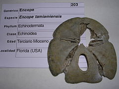 Fossile d’Encope macrophora « tamiamiensis » (Miocène).