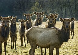 Flickr - Oregon Department of Fish & Wildlife - 2313 elk cows swart odfw.jpg