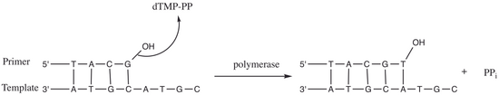 Přenos nukleotidylu DNA polymerázou.