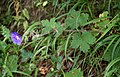 Geranium platypetalum