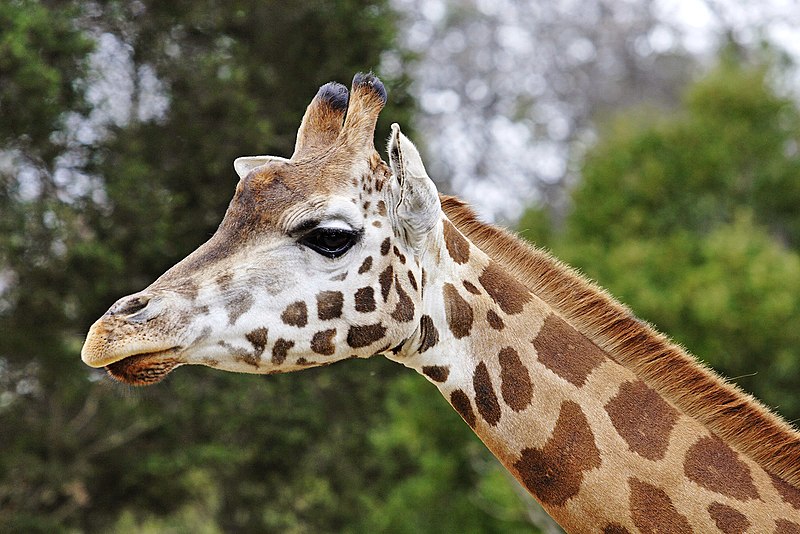 File:Giraffe08 - melbourne zoo.jpg