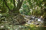 Vignette pour Réserve naturelle d'Acquerino Cantagallo