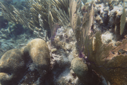 Coral patch in the Hol Chan Marine Reserve. Holchan2.png
