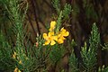 Hypericum laricifolium