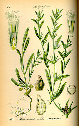 Dirvinis kietagrūdis (Lithospermum arvense)