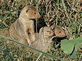 Indian mongoose pups