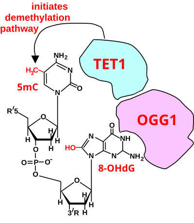 Initiation of DNA demethylation at a CpG site. In adult somatic cells DNA methylation typically occurs in the context of CpG dinucleotides (CpG sites), forming 5-methylcytosine-pG, or 5mCpG. Reactive oxygen species (ROS) may attack guanine at the dinucleotide site, forming 8-hydroxy-2'-deoxyguanosine (8-OHdG), and resulting in a 5mCp-8-OHdG dinucleotide site. The base excision repair enzyme OGG1 targets 8-OHdG and binds to the lesion without immediate excision. OGG1, present at a 5mCp-8-OHdG site recruits TET1 and TET1 oxidizes the 5mC adjacent to the 8-OHdG. This initiates demethylation of 5mC. Initiation of DNA demethylation at a CpG site.svg