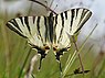 Iphiclides podalirius (Koningspage)