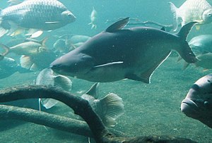 iridescent shark catfish Pangasius hypophthalmus