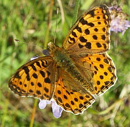 Közönséges gyöngyházlepke (Issoria lathonia)