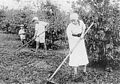 Japanese immigrants working on coffee plantation