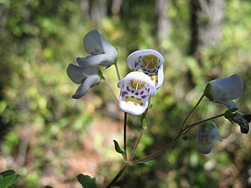 Jovellana punctata