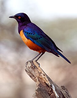 Un ètornél d’Hildebrandt (Lamprotornis hildebrandti), en Tanzania. (veré dèfenicion 2 574 × 3 285*)