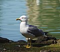 Miniatura para Larus michahellis