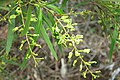 Lomatia myricoides