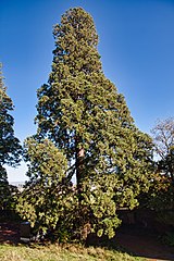 Riesen­mammut­baum in Park der Marienburg