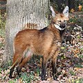 Maned Wolf