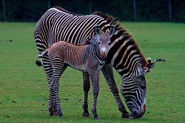 Grevyzebras