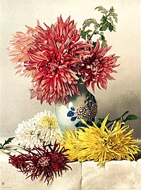 Chrysanthèmes